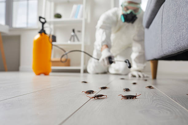 Commercial Rodent Management in New Lebanon